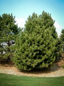 Сосна Чёрная (Pinus Nigra) купить по цене от 270.00р. в интернет-магазине «Посадика» с доставкой почтой в в Нововоронеже и по всей России – [изображение №1].