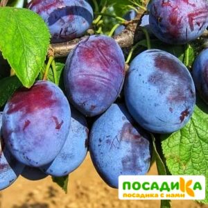 Слива Чачакская ранняя купить по цене от 229.00р. в интернет-магазине «Посадика» с доставкой почтой в в Нововоронеже и по всей России – [изображение №1].