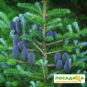 Пихта корейская (Abies koreana) купить по цене от 450.00р. в интернет-магазине «Посадика» с доставкой почтой в в Нововоронеже и по всей России – [изображение №1].