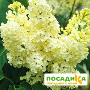 Сирень Примроуз (Primrose) купить по цене от 529.00р. в интернет-магазине «Посадика» с доставкой почтой в в Нововоронеже и по всей России – [изображение №1].