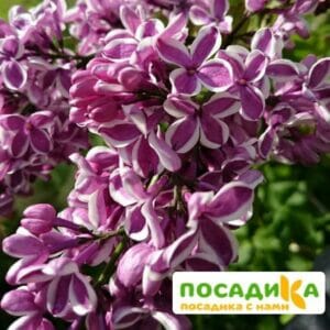 Сирень Сенсация купить по цене от 529.00р. в интернет-магазине «Посадика» с доставкой почтой в в Нововоронеже и по всей России – [изображение №1].