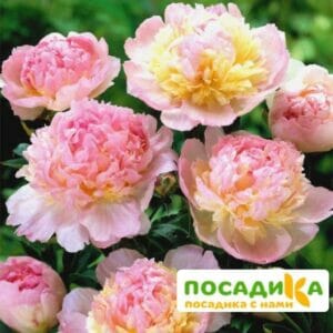 Пион Распберри Сандей (Paeonia Raspberry Sundae) купить по цене от 959р. в интернет-магазине «Посадика» с доставкой почтой в в Нововоронеже и по всей России – [изображение №1].