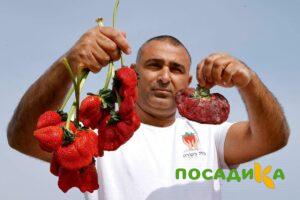 Клубника Гигант Джорнея купить по цене от 266р. в интернет-магазине «Посадика» с доставкой почтой в в Нововоронеже и по всей России – [изображение №1].
