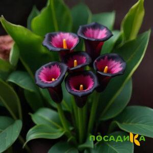 Калла Аура Лейс купить по цене от 400р. в интернет-магазине «Посадика» с доставкой почтой в в Нововоронеже и по всей России – [изображение №1].