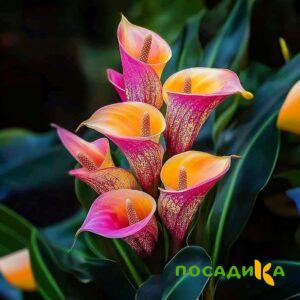 Калла Оникс купить по цене от 450р. в интернет-магазине «Посадика» с доставкой почтой в в Нововоронеже и по всей России – [изображение №1].