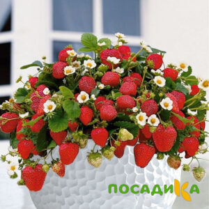Клубника Рубиновый Шепот (горшечная) купить по цене от 240р. в интернет-магазине «Посадика» с доставкой почтой в в Нововоронеже и по всей России – [изображение №1].