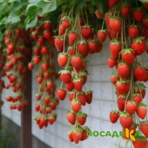 Клубника вьющаяся Комплимент купить по цене от 470р. в интернет-магазине «Посадика» с доставкой почтой в в Нововоронеже и по всей России – [изображение №1].