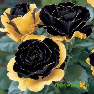 Роза Ханни Сикл купить по цене от 700р. в интернет-магазине «Посадика» с доставкой почтой в в Нововоронеже и по всей России – [изображение №1].
