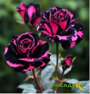 Роза Багровый Шепот купить по цене от 366р. в интернет-магазине «Посадика» с доставкой почтой в в Нововоронеже и по всей России – [изображение №1].