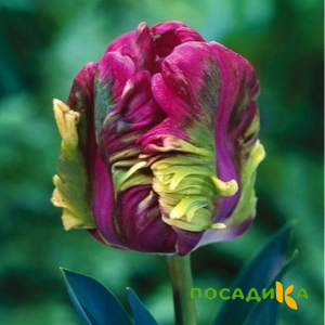 Тюльпан Экзотик Хэвен купить по цене от 186р. в интернет-магазине «Посадика» с доставкой почтой в в Нововоронеже и по всей России – [изображение №1].